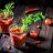 Bloody Mary